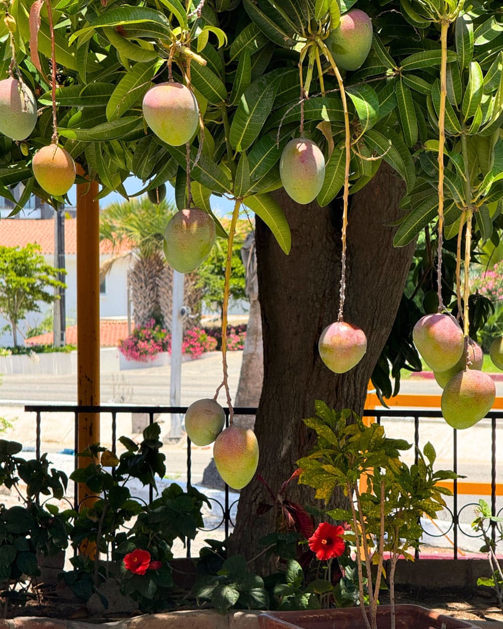 The plaza courtyard at the Los Cabos showroom, a mango tree heavy with fruit above hibiscus and palms